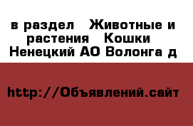  в раздел : Животные и растения » Кошки . Ненецкий АО,Волонга д.